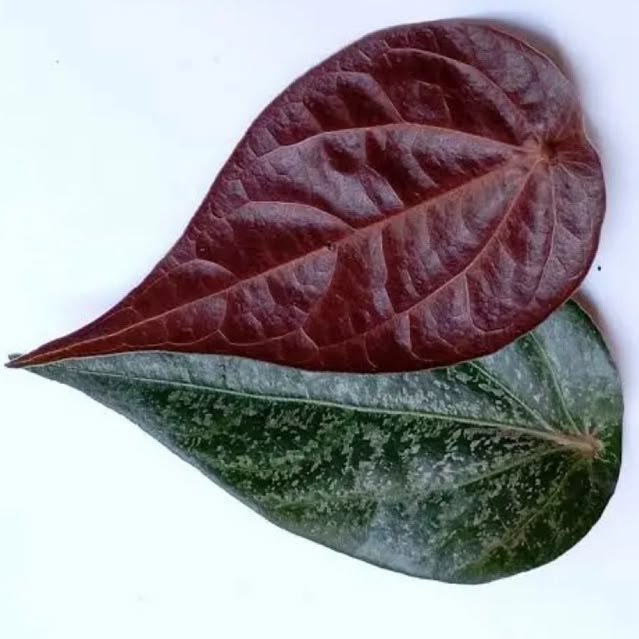 Sirih Merah