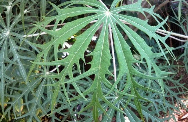 Betadin (Pohon Yodium)